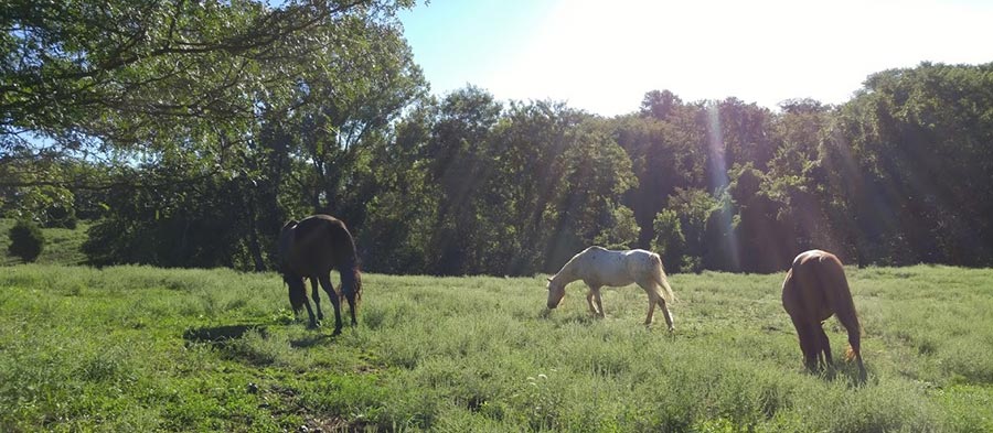 Equine Program